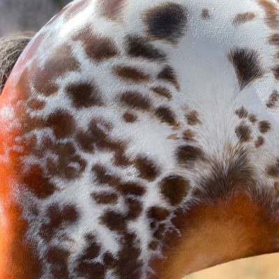 appaloosa4